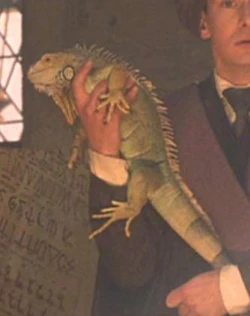 Iguana
