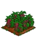 Amaranth 100
