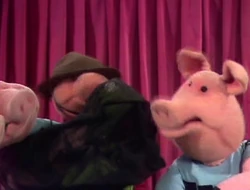 224 pigs take over