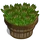 Asparagus Bushel-icon