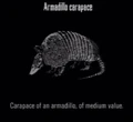 Animals Armadillo Carapace.jpg