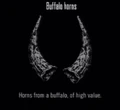 Animals Buffalo Horns.jpg