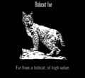Animals Bobcat Fur.jpg