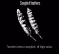 Animals Songbird Feathers.jpg