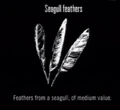 Animals Seagull Feathers.jpg