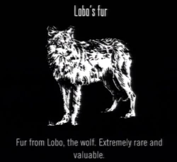 Animals Lobo Fur