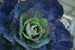 Red Cabbage