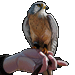 Item falconer 01