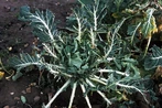 Pigeon damage to cabbage