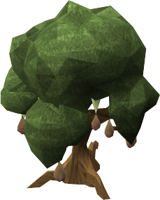 Mango tree