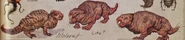 Mole ratCA