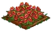 Flamingo Flower extra100