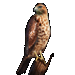 Item RedTailedHawk 01