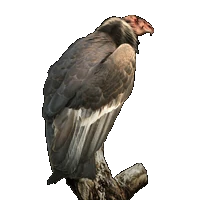 Huge item Condor 01.gif