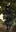 Marionette (Town Network Painting) Live