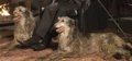 Dog Malfoy.jpg