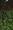 Grievver (Town Network Painting) Live