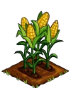 Corn fruit.png