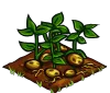 Potatoes fruit.png