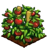 Tomatoes fruit.png