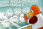 Whitepuffleadoptions