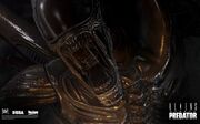 Normal avp queen 1920x1200