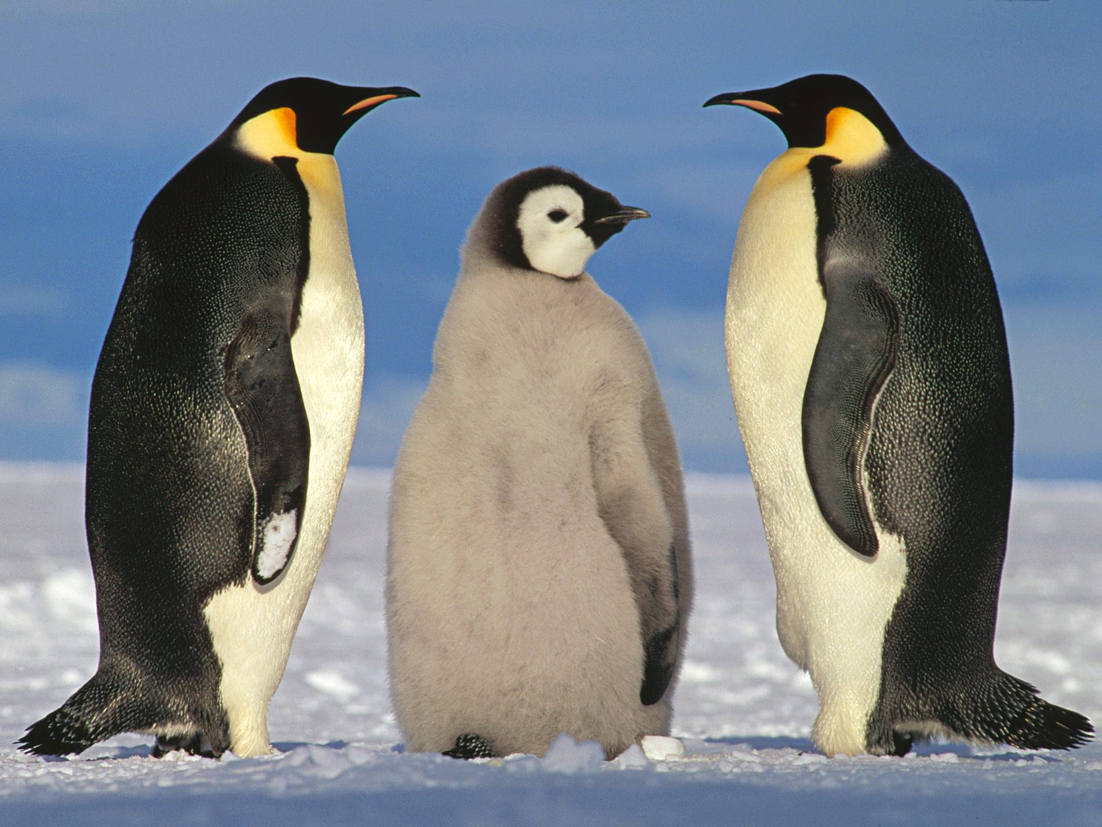 Emperor Penguins Egg