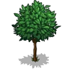 Pear Tree Big-icon.png