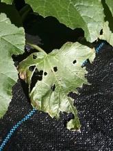 Courgette Slug Damage