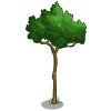 Japanese Maple-icon