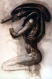 Hrgigeralien