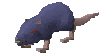 Giant rat old