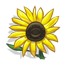File:Learn About Sunflowers-icon.png