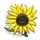 Learn About Sunflowers-icon.png