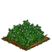 Lemon Balm extra100