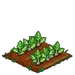 Swiss Chard 66
