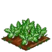 Swiss Chard 100