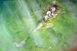 Amano Siren.jpg