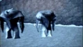 Frostdemonhorn3