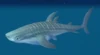 Whale Shark