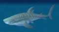 Whale Shark.jpg