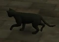 Cat Animagus.jpg