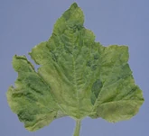 Mosaic Virus Squash