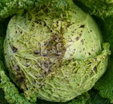 Cabbage Turnip Yellow Mosaic Virus