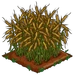 Triticale extra100