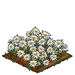 Edelweiss extra100