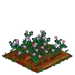 Chickpea 66