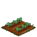 Rhubarb 33