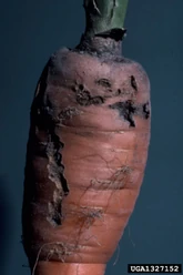 Carrot Weevil Damage