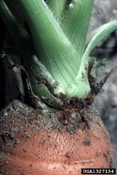 Carrot Weevil Crown